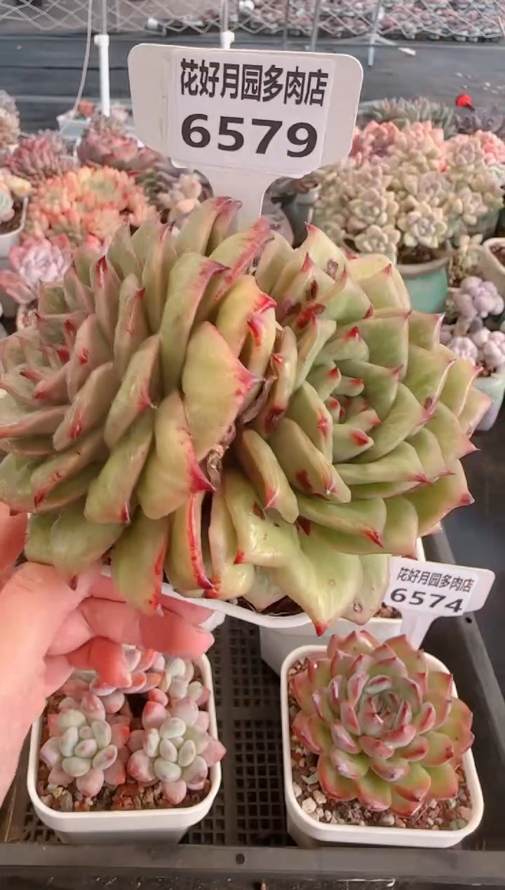 【闪购商品】6579.