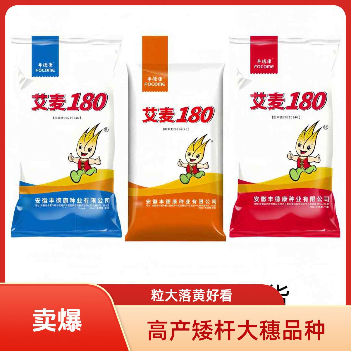 艾麦180矮杆大穗大粒高产落黄好看适应性强多抗种业品种产量高