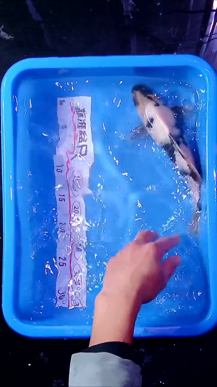 锦鲤直播间菁选 对版发货 17