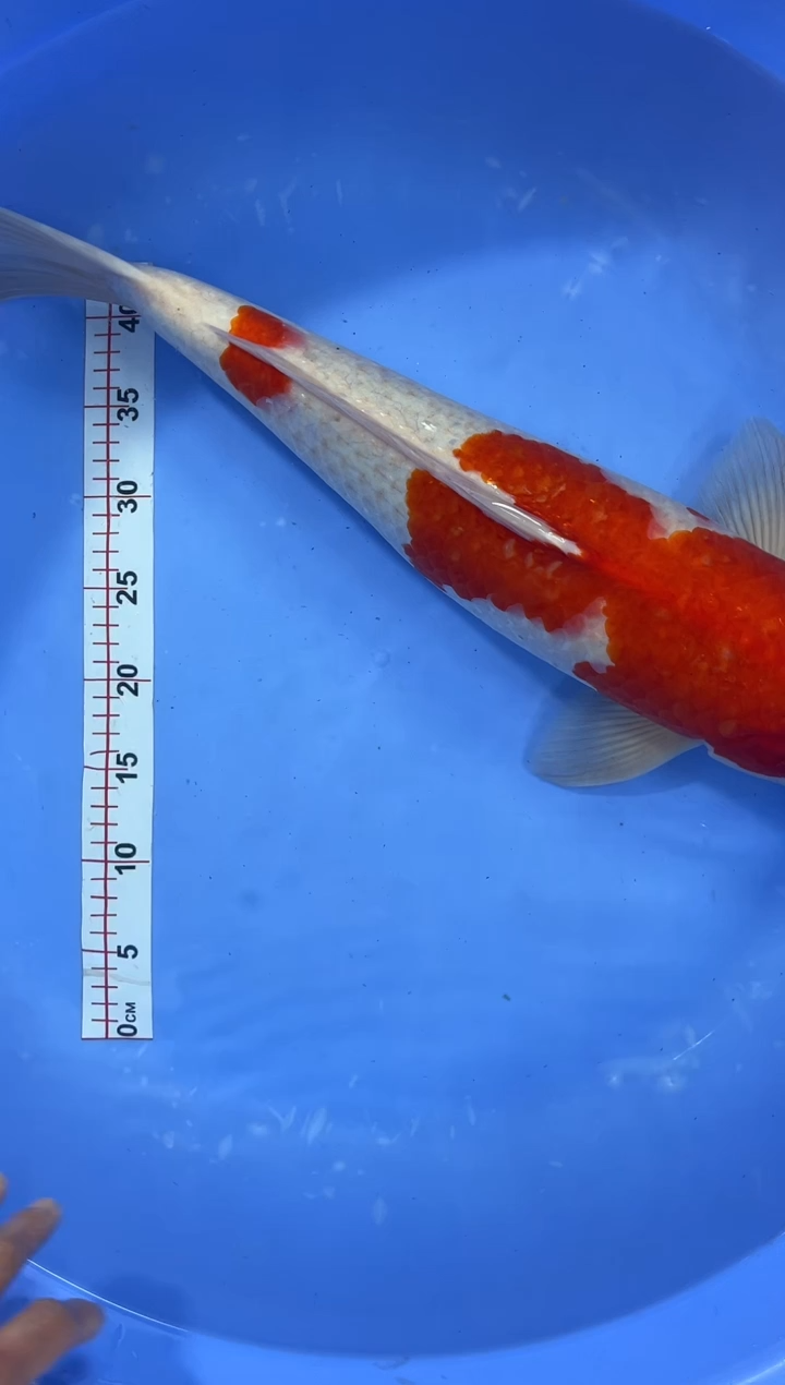 锦鲤商品鱼活体二号链接顺丰到付