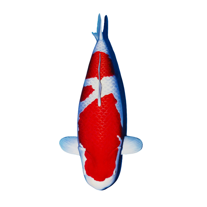 （可改链接）留养级精品纯种锦鲤鱼苗活体观赏鱼