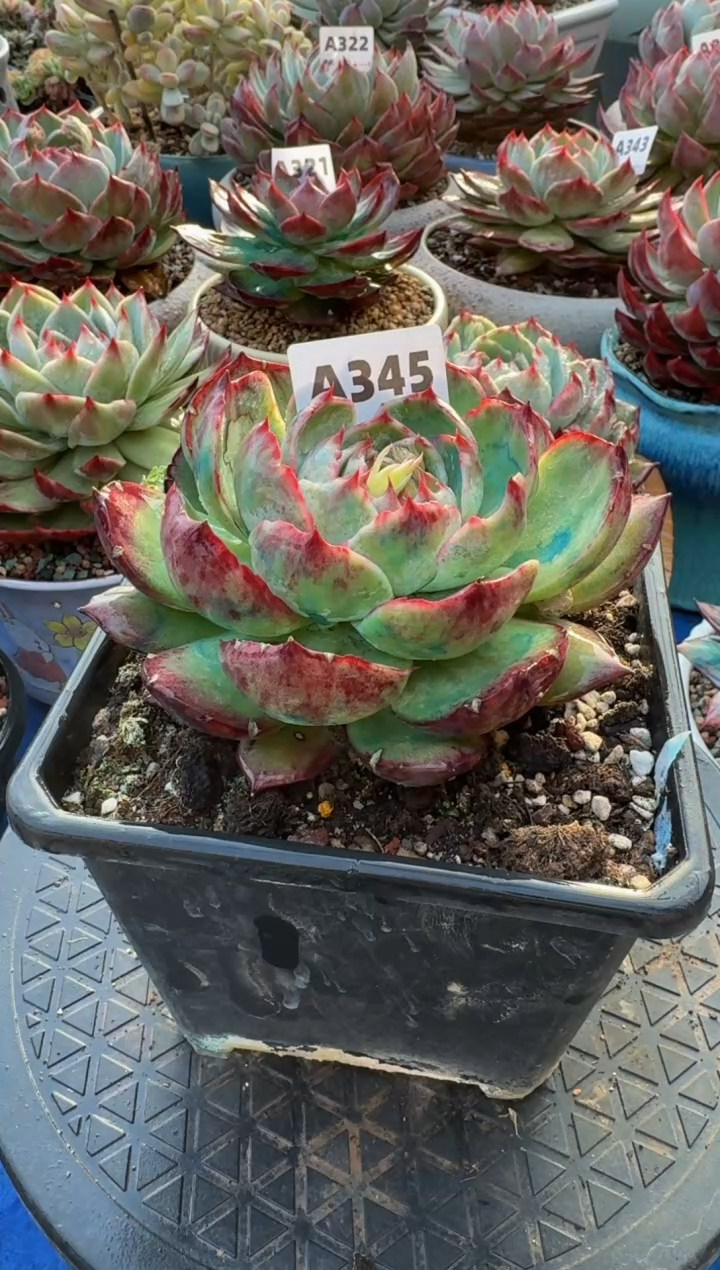 【闪购商品】A345惊鸿仙子（裸根发货）（微瑕)