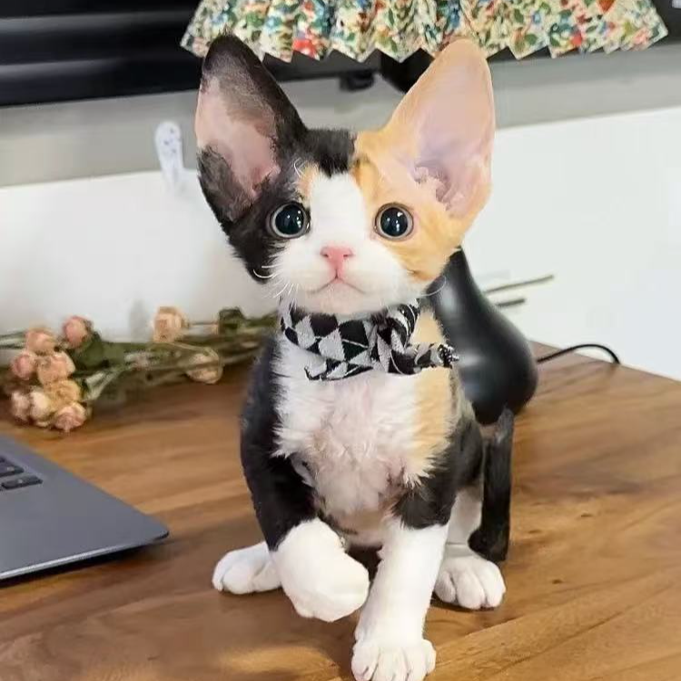 【翟家萌宠】精选德文卷毛猫