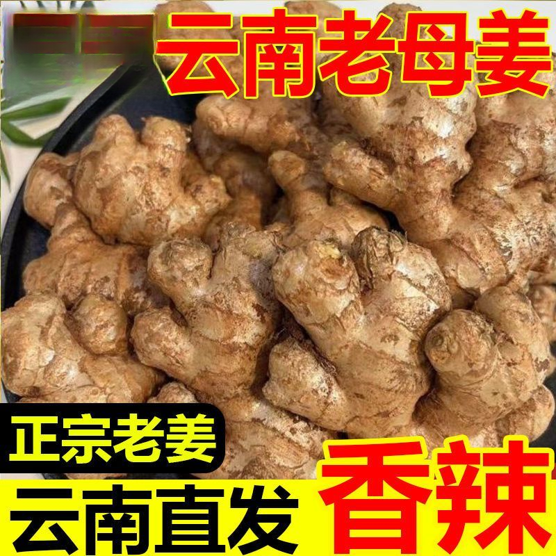 云南老黄姜新鲜现挖高山老姜味十足姜香浓郁老姜两年母姜