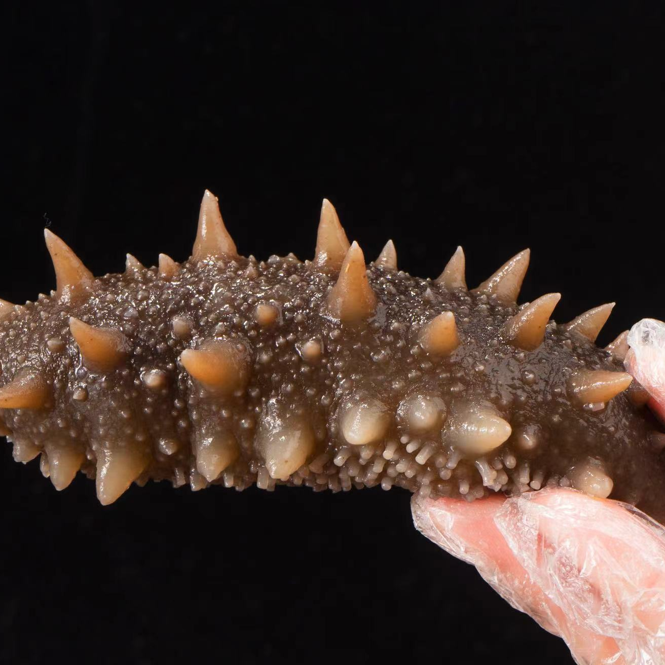 【鲜食海参】深海大连鲜食精品刺参劲道口感（买5斤更优惠）