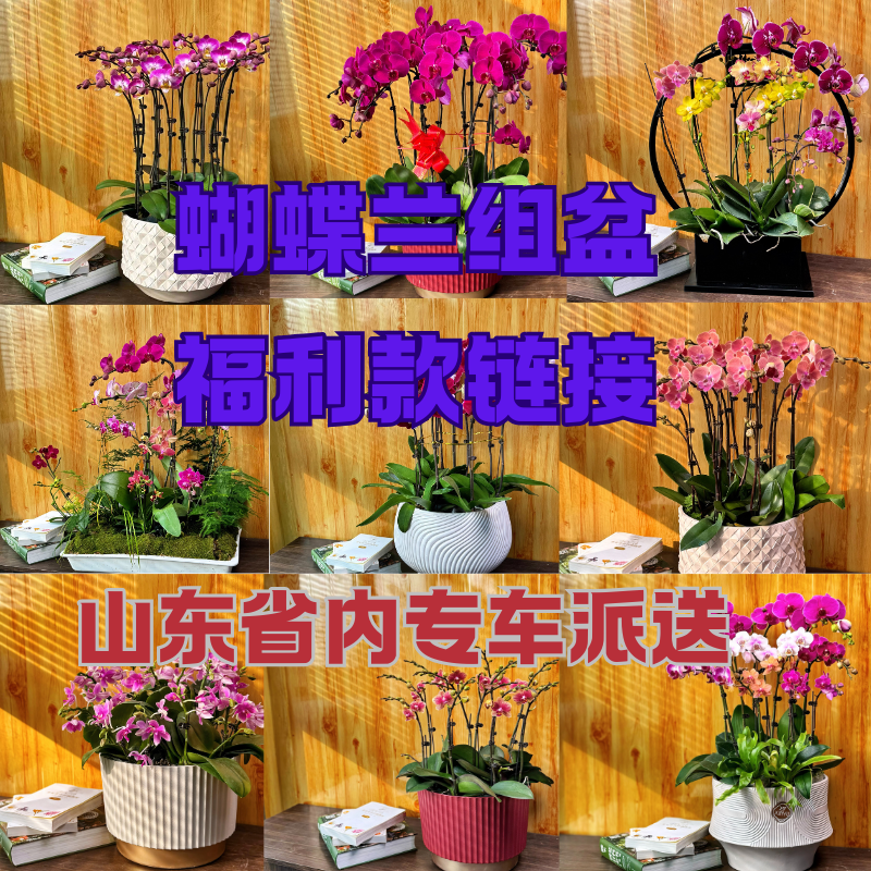 蝴蝶兰组盆福利款220（山东省内送货上门）