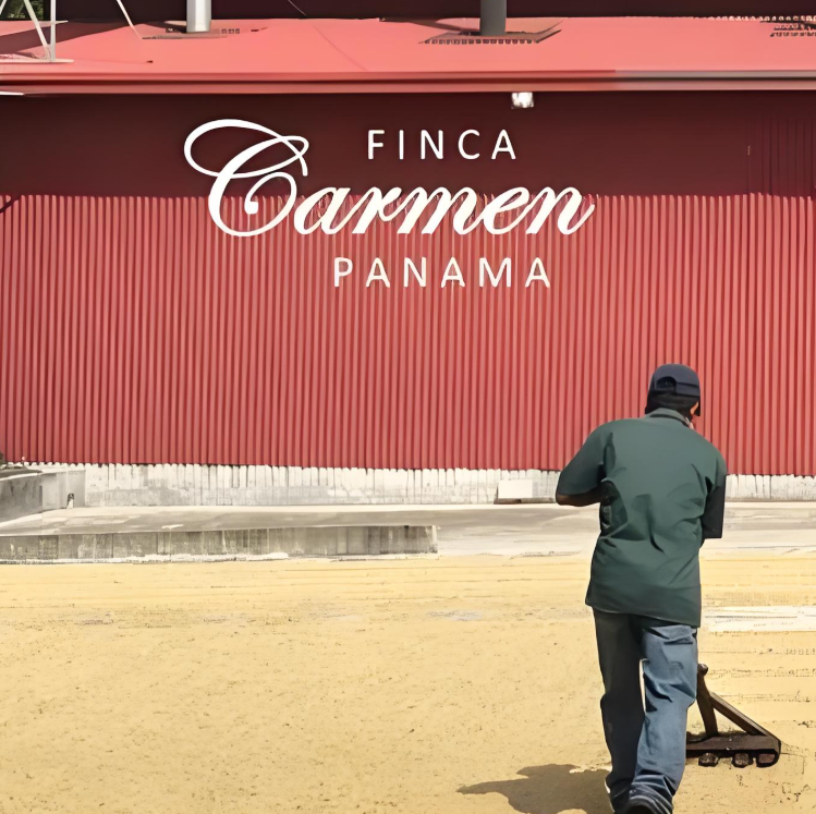 卡门 瑰夏 巴拿马 23冠军同地块 浅度 水洗 咖啡豆 100g