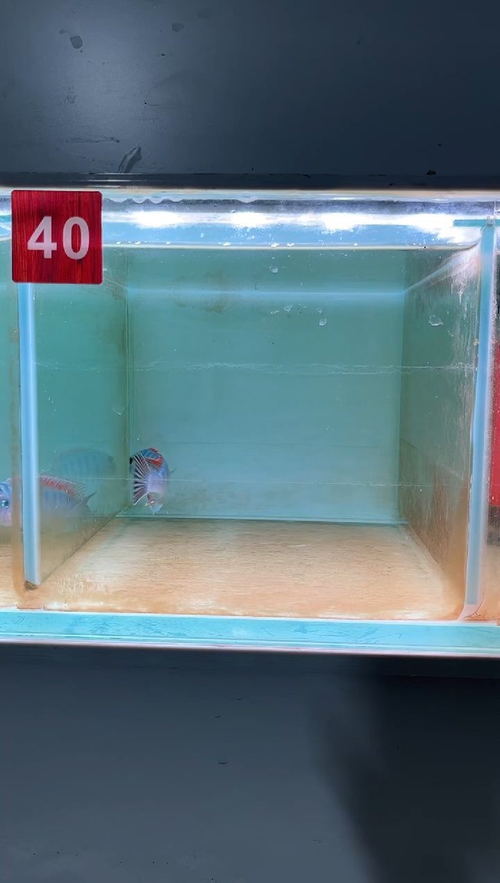 慈鲷鱼野生三湖慈鲷