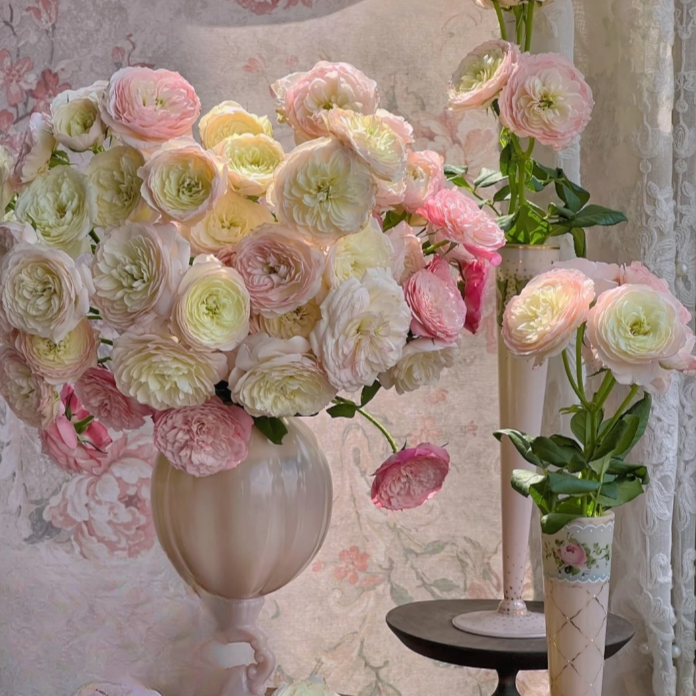 【今喜花舍】（单头）凯拉玫瑰 一单顺丰冷链包邮