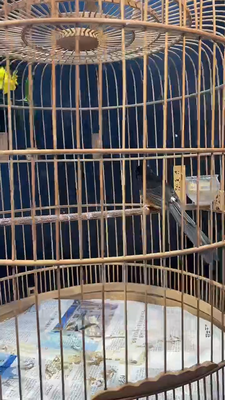 43号  长尾雏子养笼  0元起拍