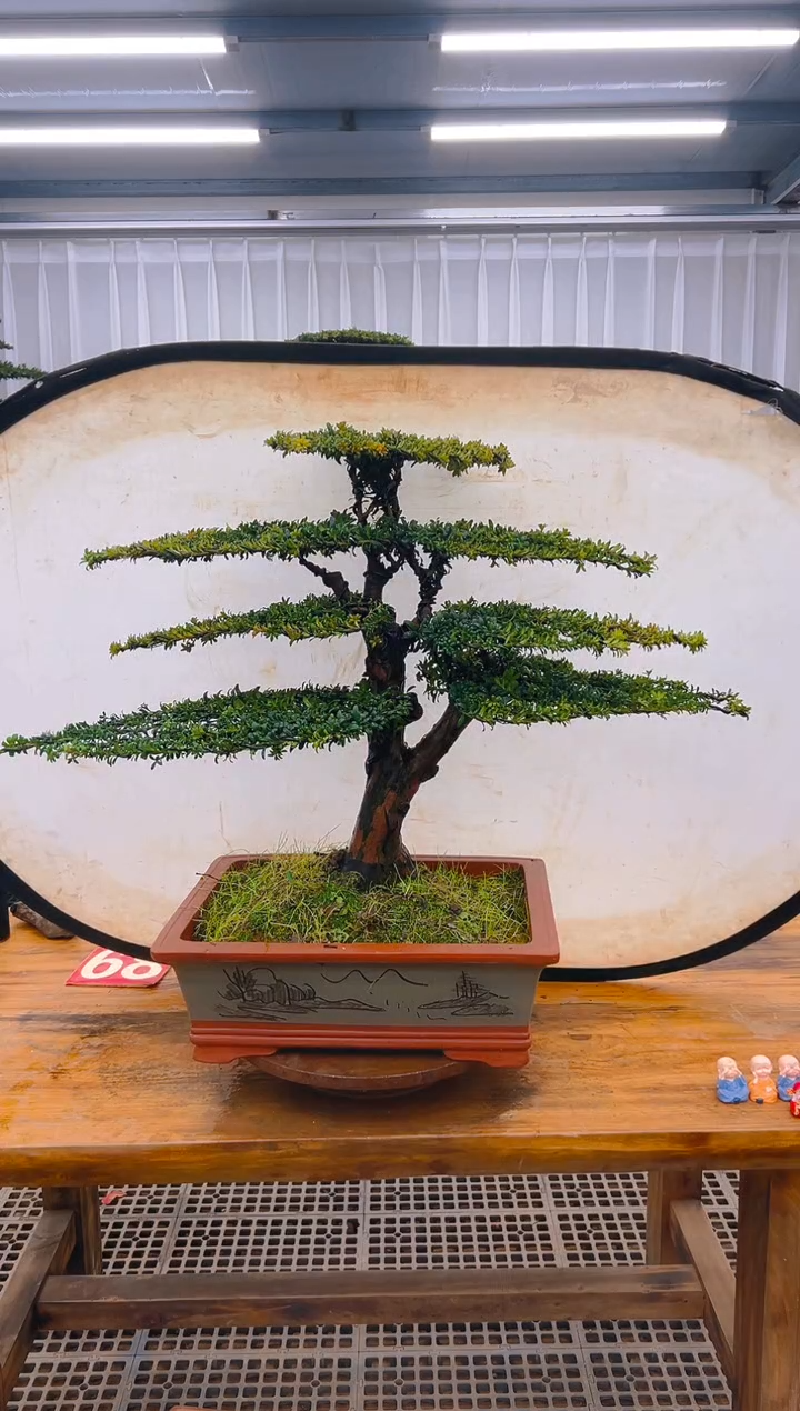 【闪购商品】紫砂精品盆景直播间一物一拍