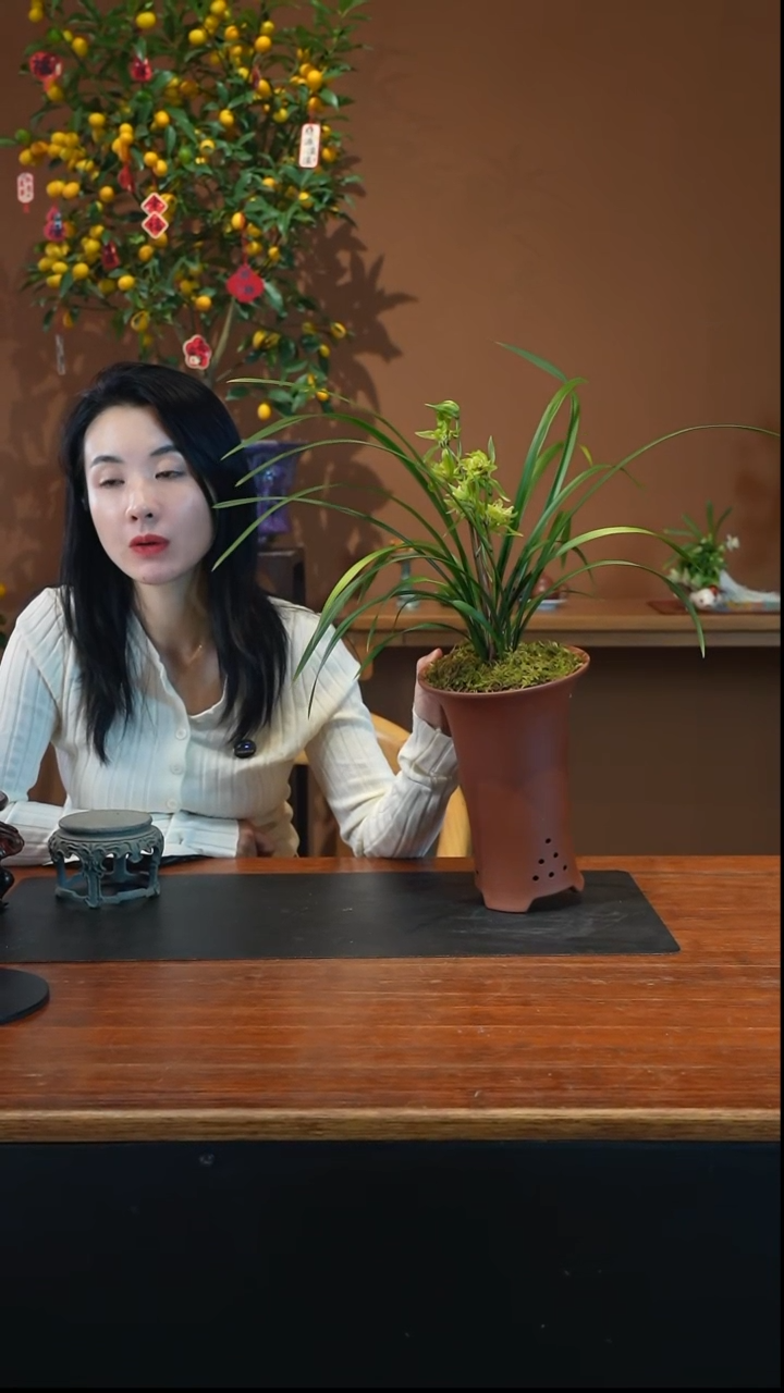 全部花朵寒兰金凤盆景盆景