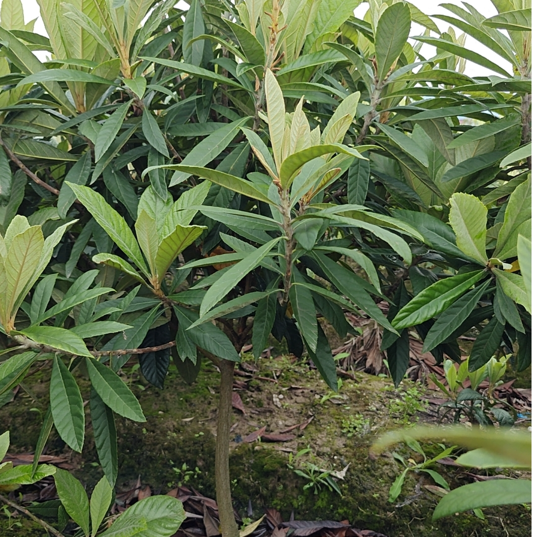 枇杷树白沙盆栽绿植一物一拍