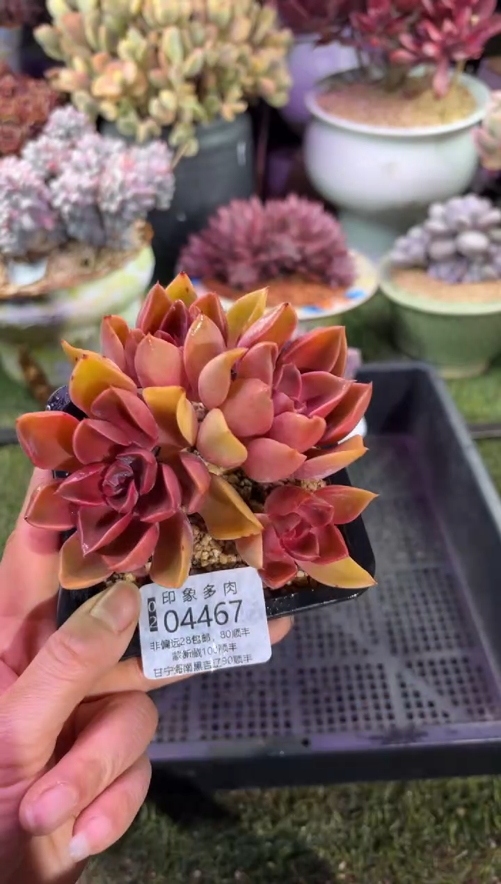 【闪购商品】04467