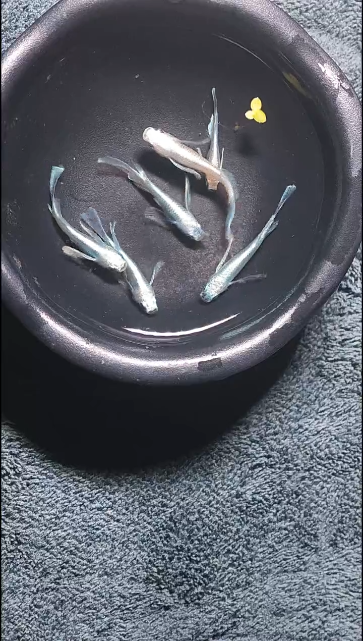 青鳉鱼观背青鳉27