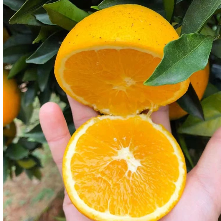正宗赣南脐橙现摘新鲜花皮果自吃 榨汁整箱批发10斤装