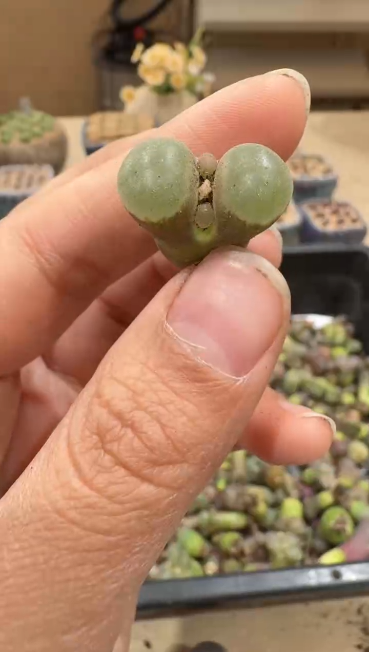 28-8多肉植物肉锥