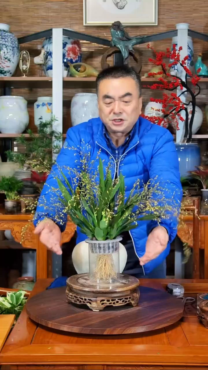 无花朵黄****树水之韵水培梦香兰