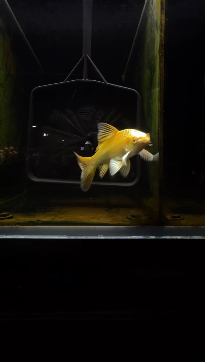 蝴蝶鲤鱼酌**源黄金蝴蝶鲤