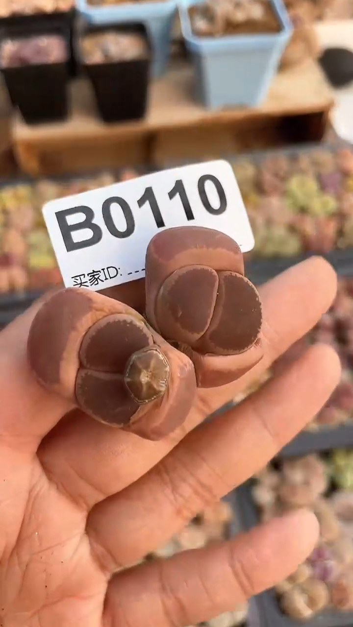 【闪购商品】0110直播一物一拍