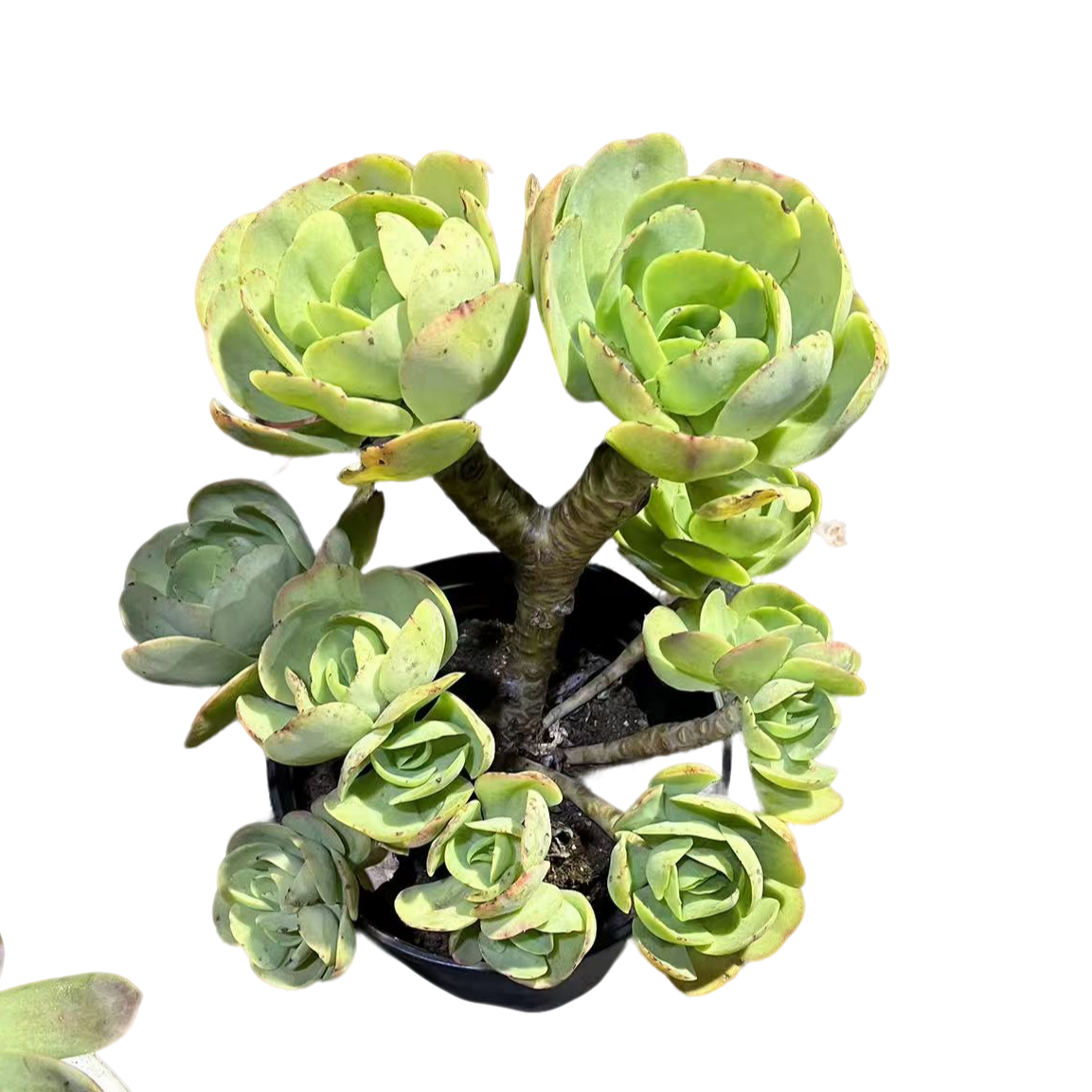 精品多肉 碧桃 好看好养