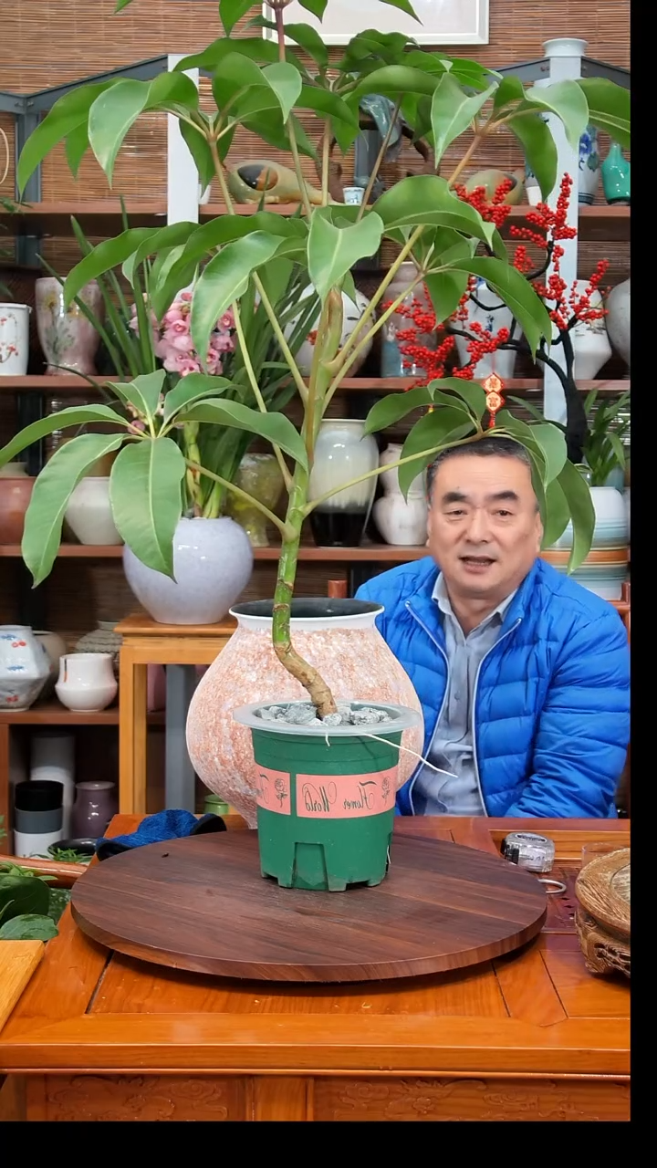 无花朵特*困水之韵水培保萝不带瓶