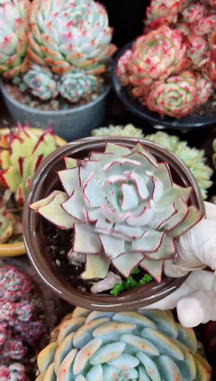 【闪购商品】08016