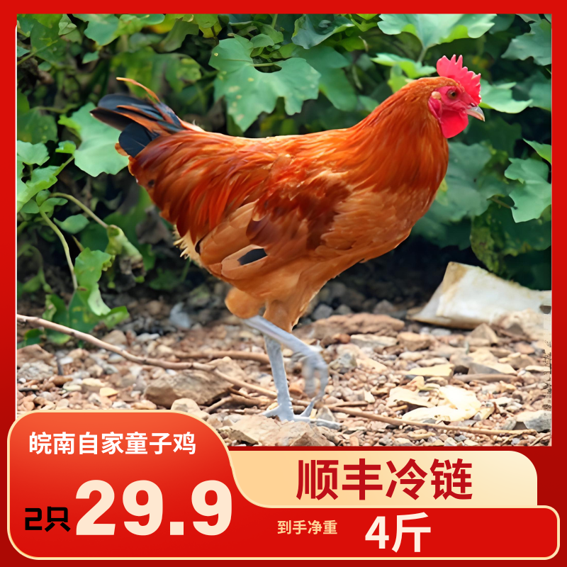 【29.9抢4斤】童子鸡2只装 肉嫩不柴 解冻即烹 家庭特惠装 冷链直达