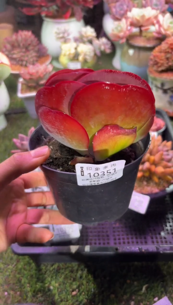 【闪购商品】10351