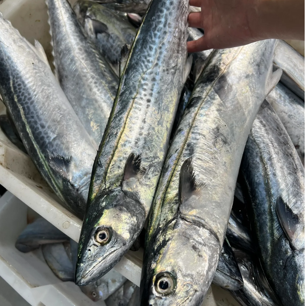6-8两/条 山东大鲅鱼 深海马鲛鱼 潮鲅鱼 燕尾鲅 新鲜码头直发
