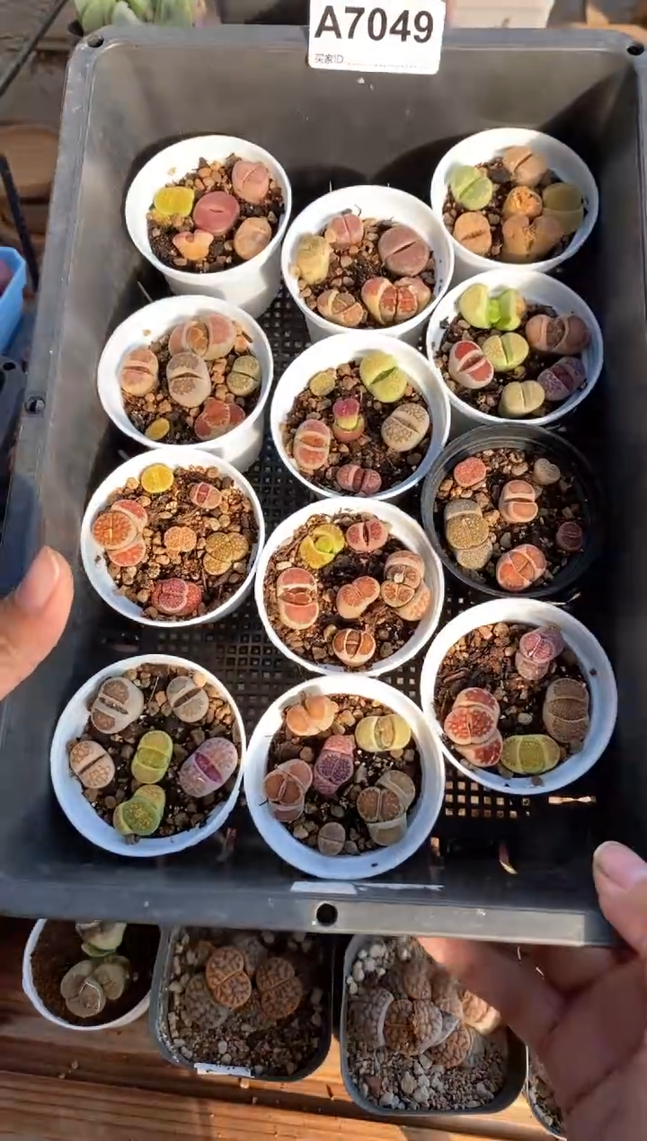 【闪购商品】直播间一物一拍7049