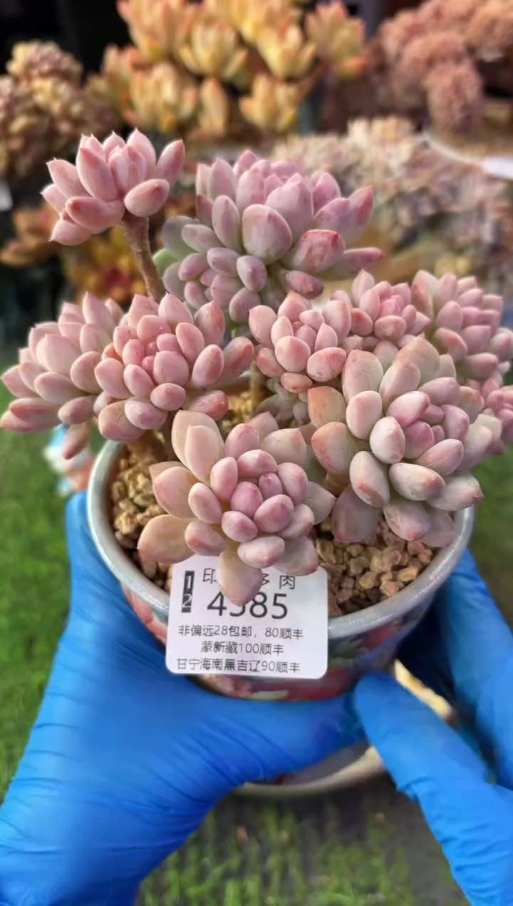 昆明印象多肉4585