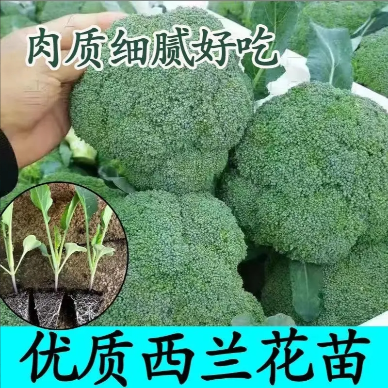 优质西兰花种苗高产露天种植青梗菜青花菜阳台盆栽耐寒抗冻蔬菜苗