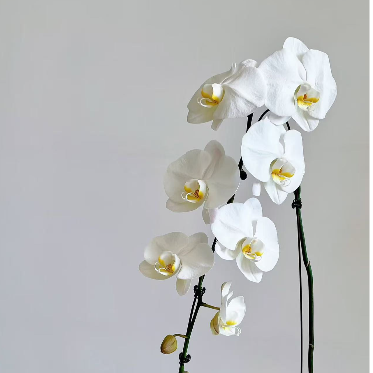 【大白V3】新格林蝴蝶兰粉色 室内家居办公室懒人盆栽 京东