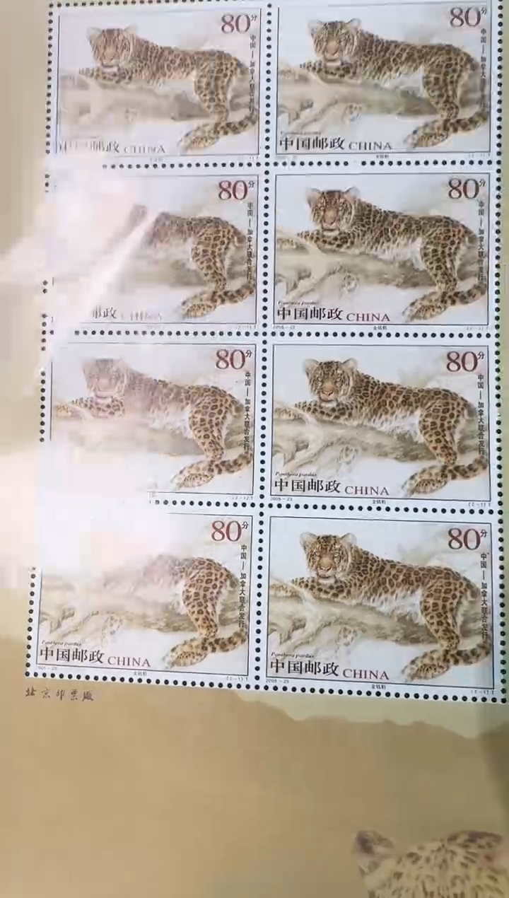 金钱豹与美洲狮联合发行