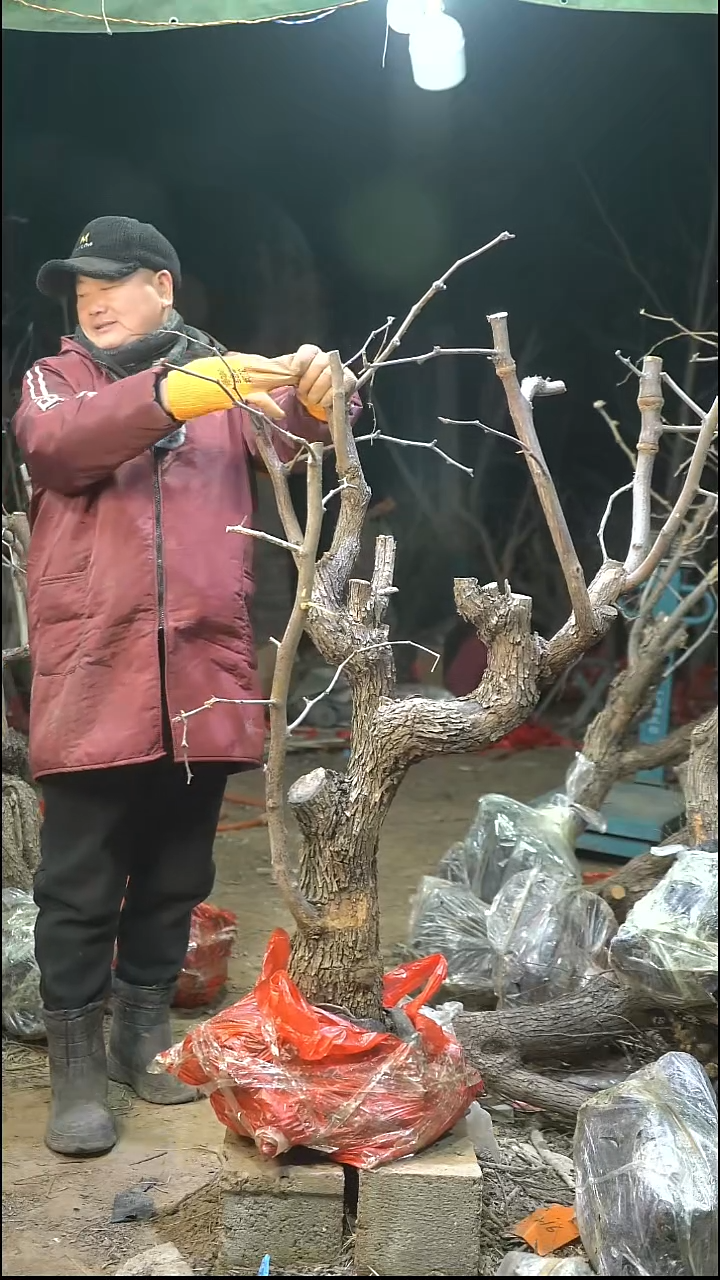 完全开放枣树428