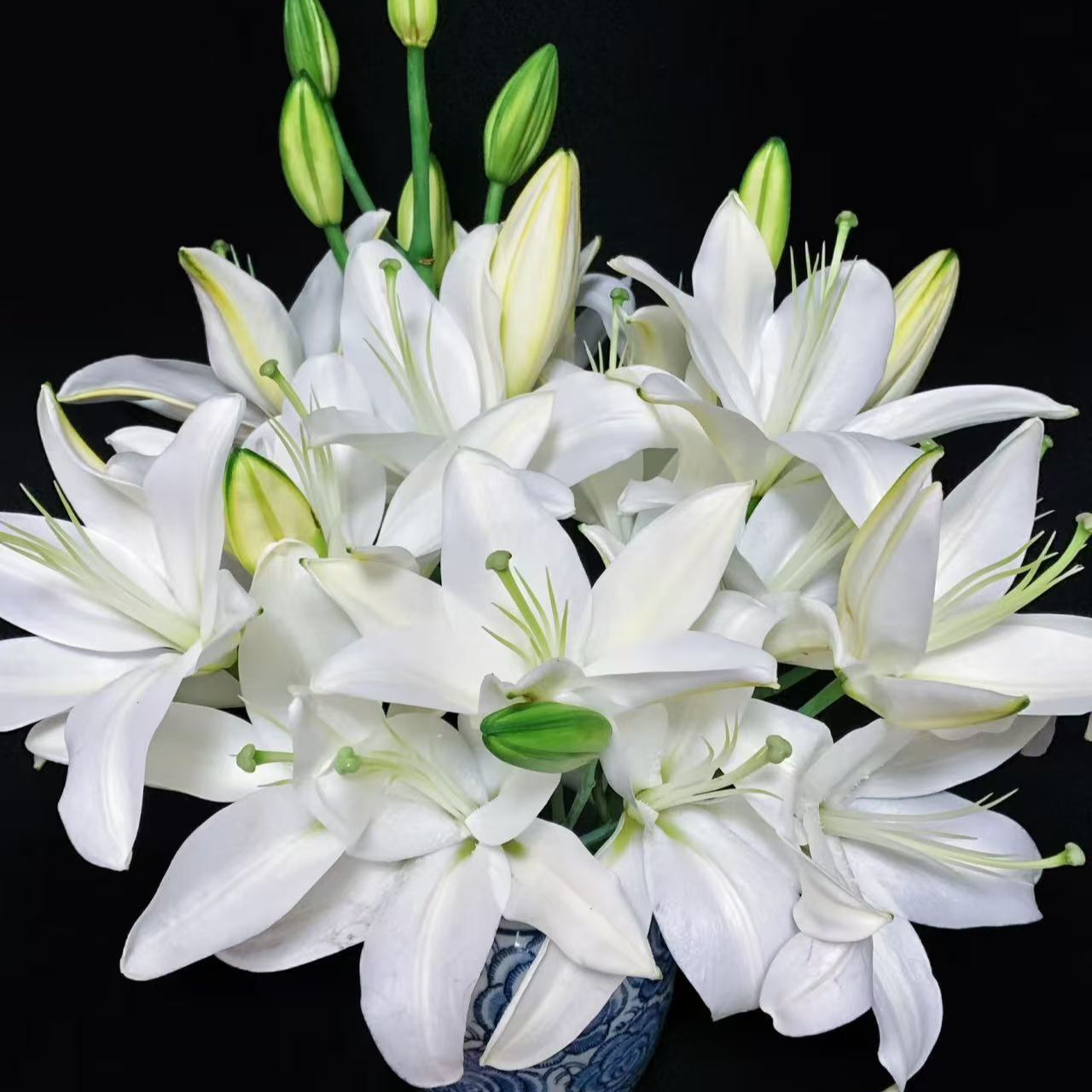 AA级多头【雪莲花】单瓣百合栀子柠檬清香 夏天小清新 白色