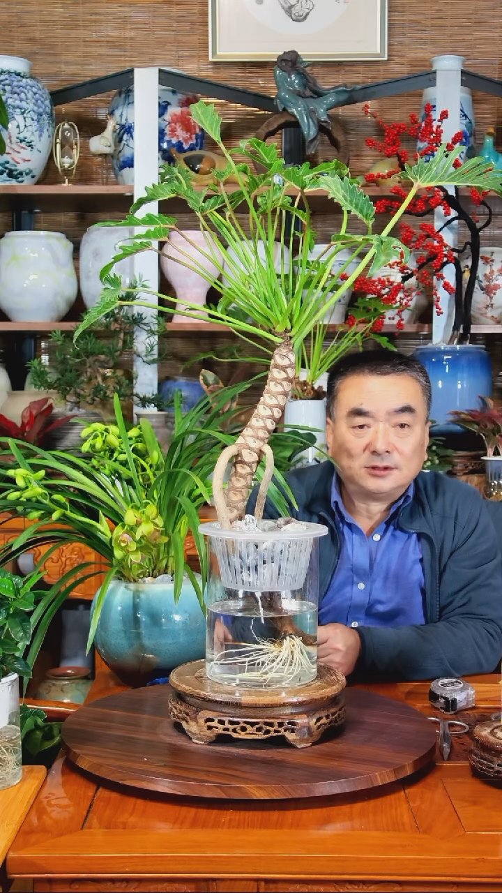 无花朵晓*水之韵水培小天使
