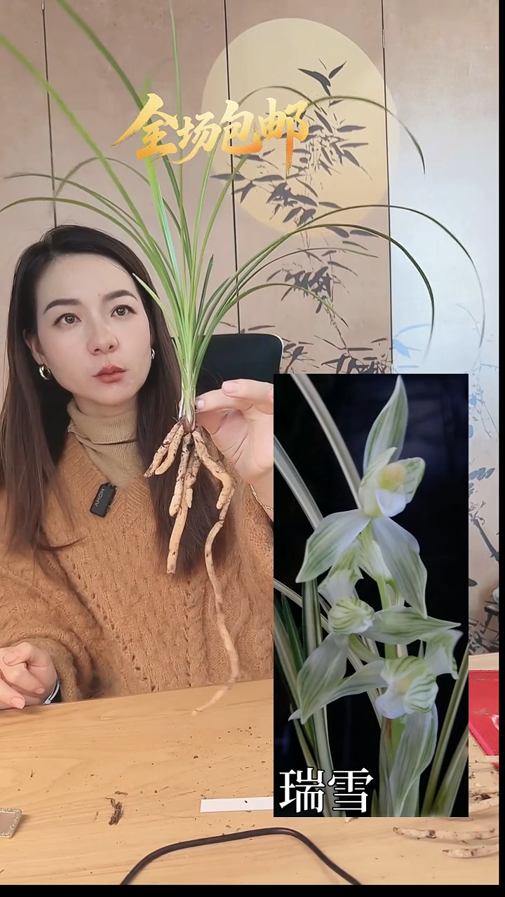 当前无花栽培后可以开花瑞雪