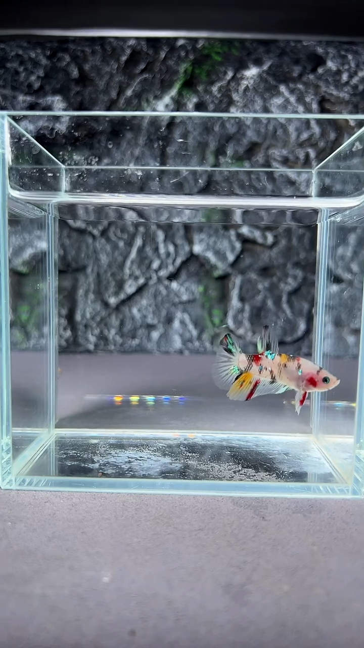 斗鱼竞拍链接A052