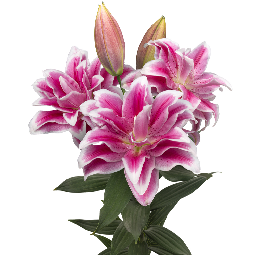 【奥林匹亚】15/17 重瓣百合香水百合种球种植进口种球栽种鲜花种球