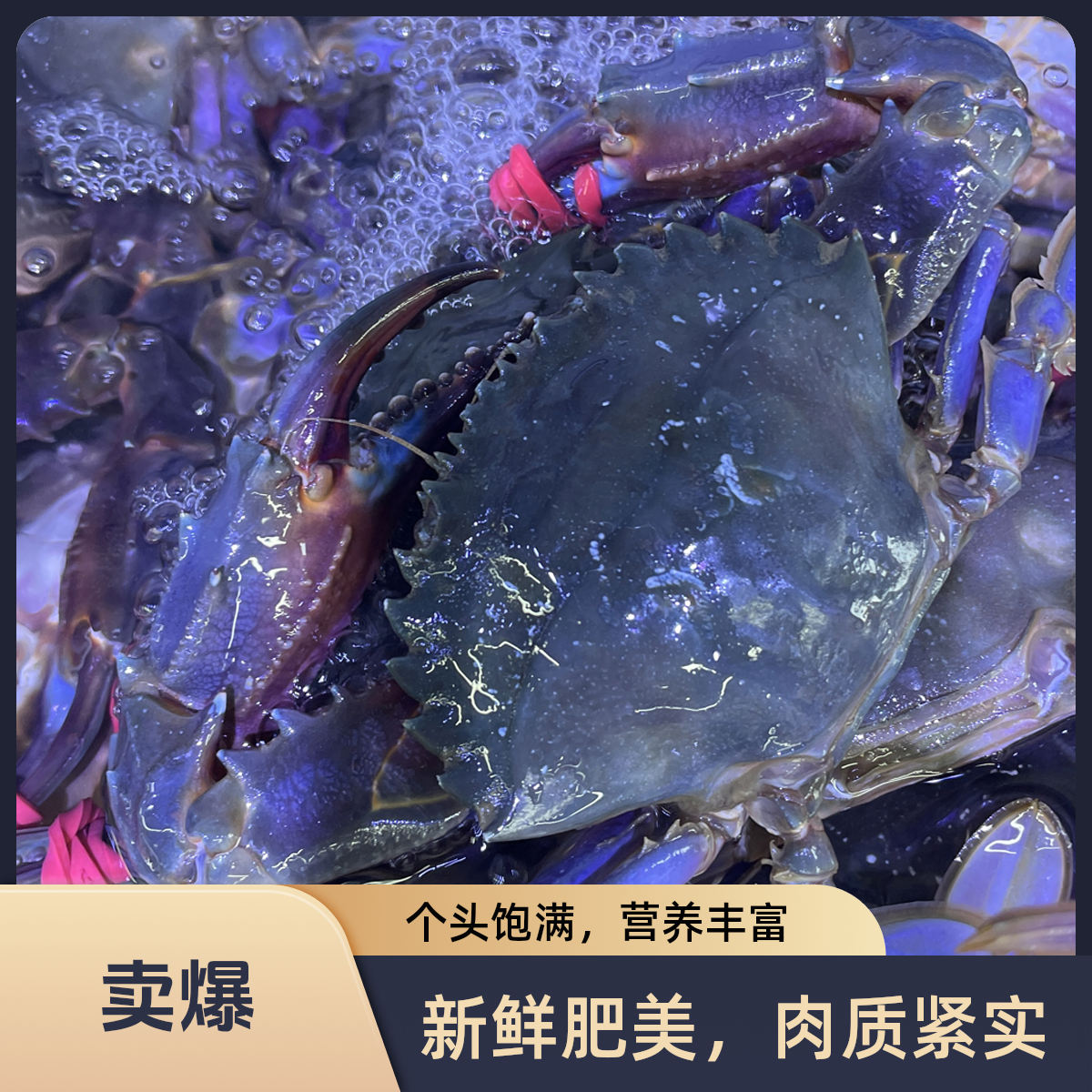 东港野生海捕赤甲红 2-3两保鲜不保活2斤起卖 易断腿介意勿拍