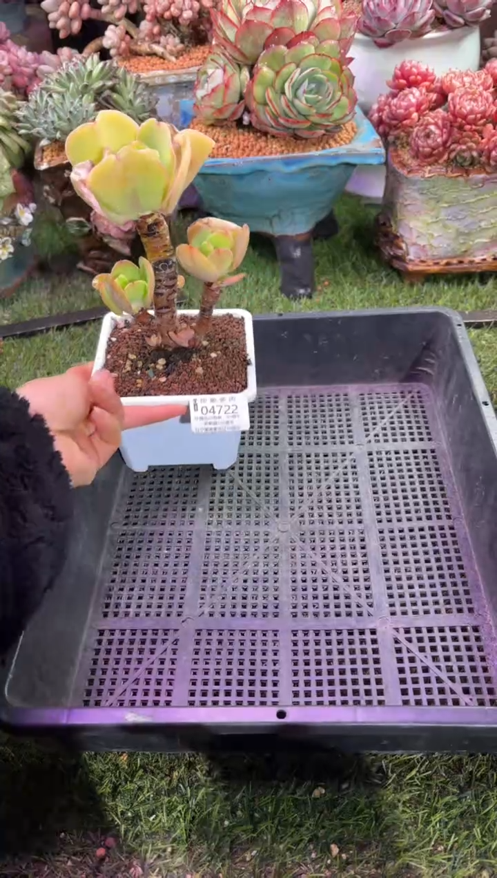 【闪购商品】04722