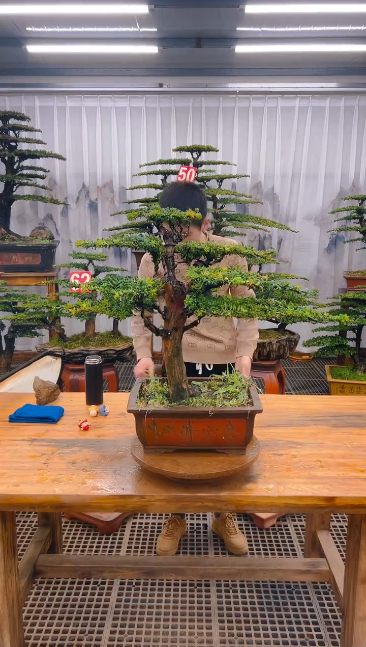 【闪购商品】紫砂精品盆景直播间一物一拍