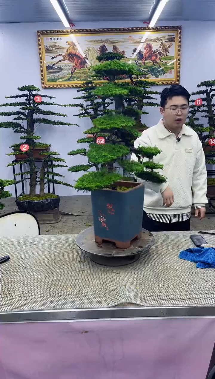 【闪购商品】八斗松/松类活物造型盆景，以直播间截图为啊啊啊