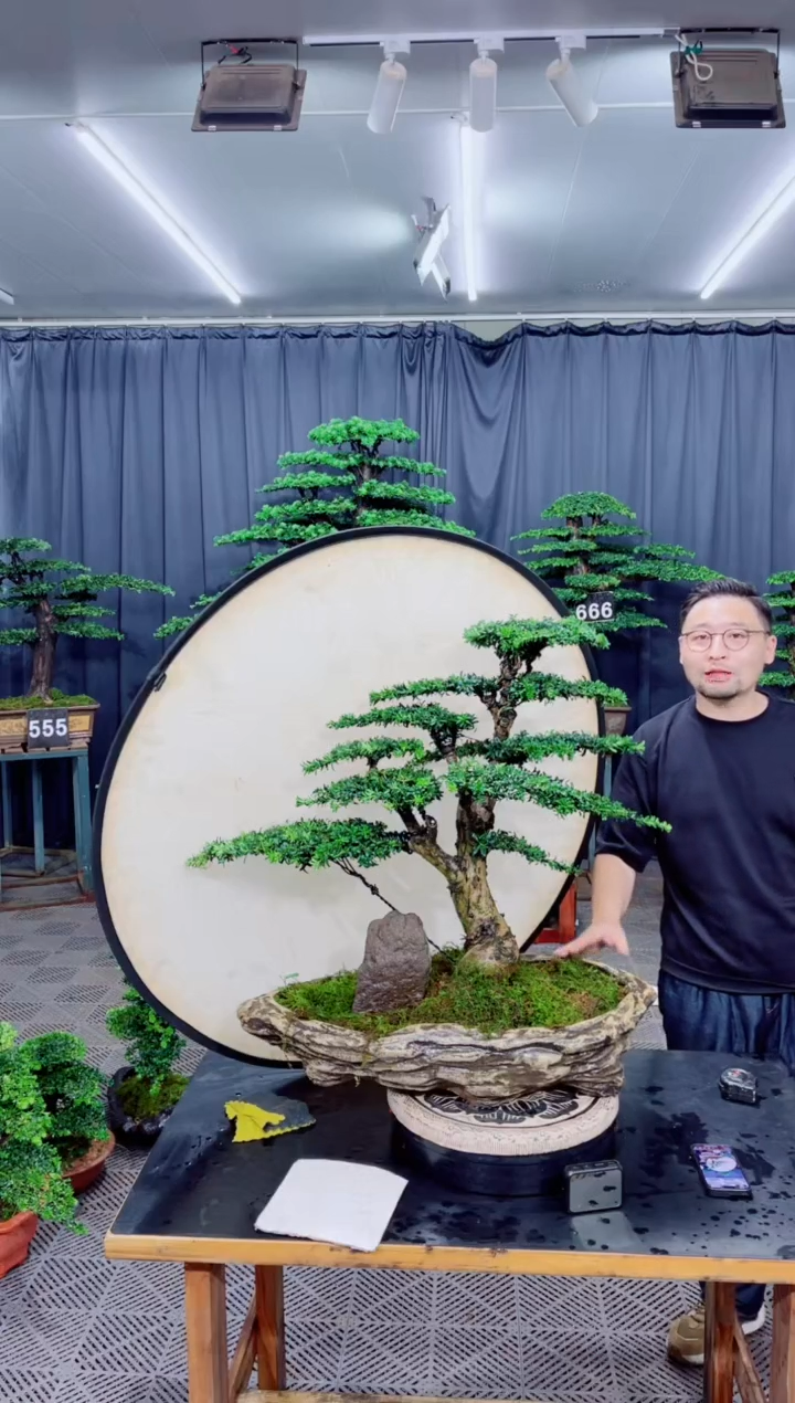 无花朵罗汉松盆景....