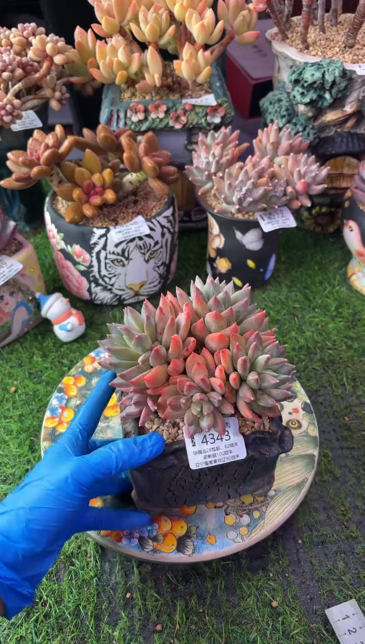 昆明印象多肉4343