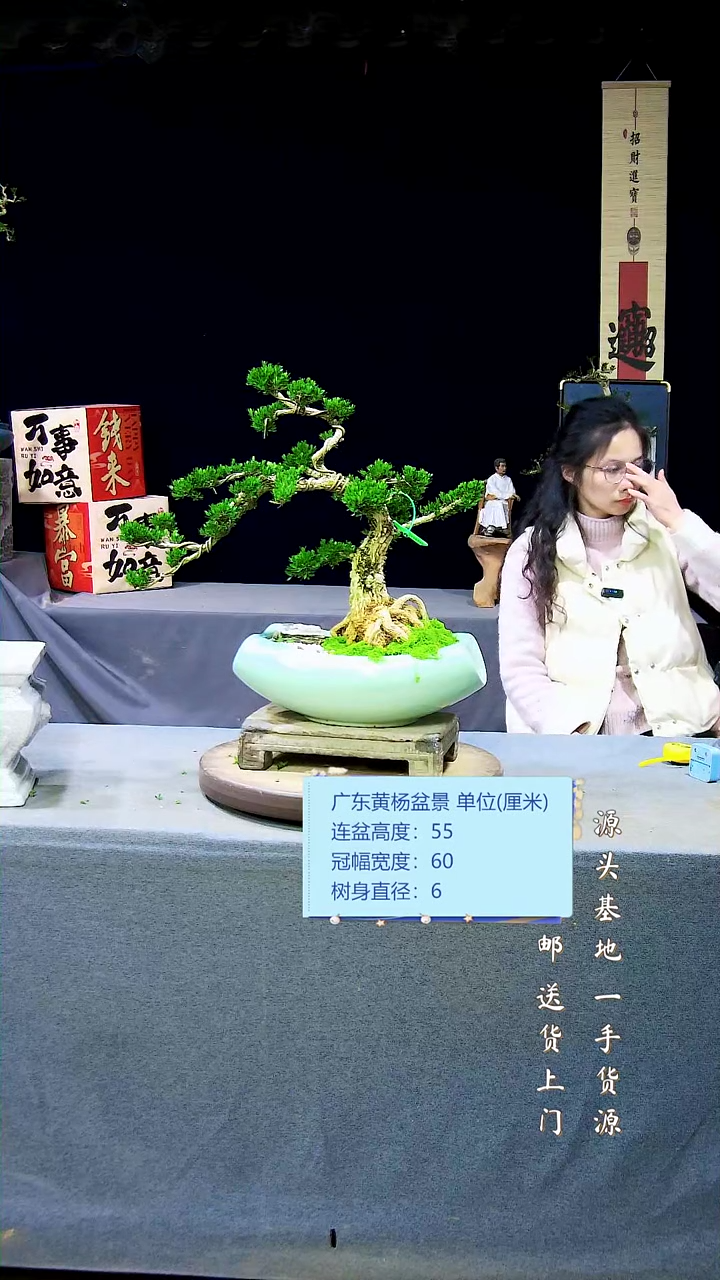 【闪购商品】雀舌黄杨盆景雀舌黄杨盆景