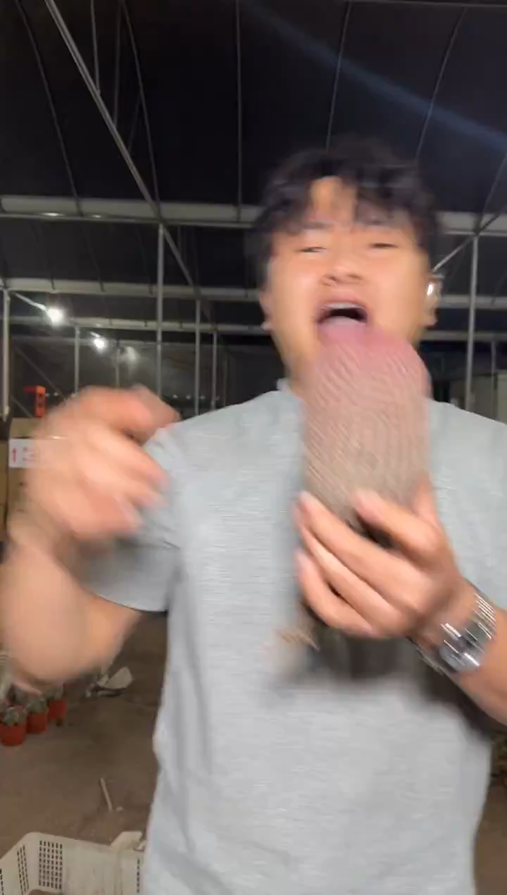 大胖单头 红太阳【带根】