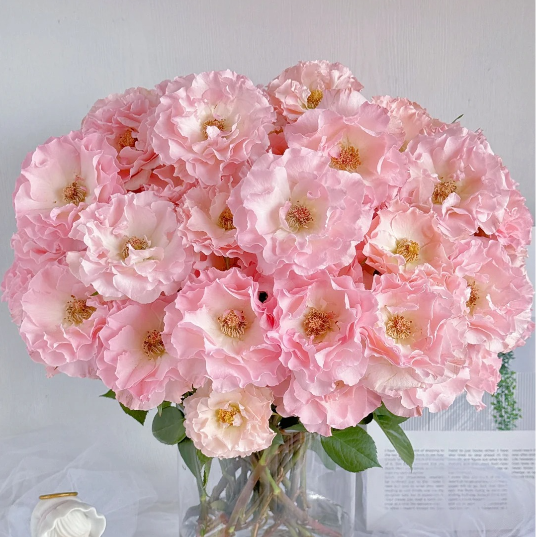 【月亮花圃】多头（人鱼公主）玫瑰1单普通快递，2单以上顺丰冷链